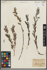 Foto von Salix purpurea L. x Salix repens L.
